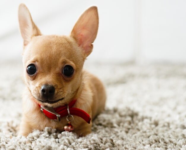 chihuahua on carpet - Home Design of Hastings in Hastings, MN