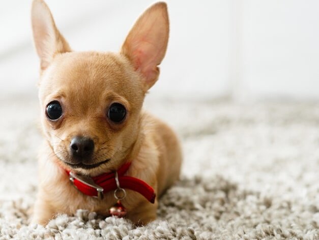 chihuahua on carpet - Home Design of Hastings in Hastings, MN