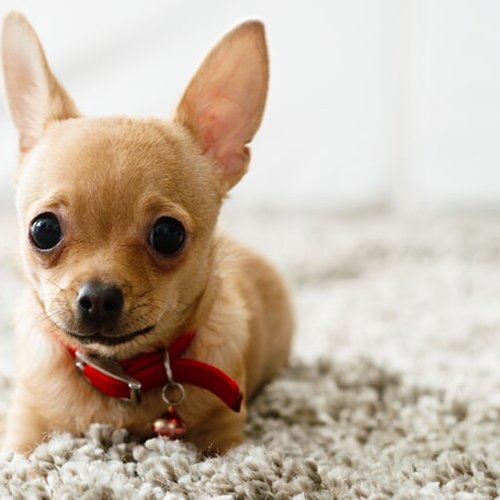 chihuahua on carpet - Home Design of Hastings in Hastings, MN